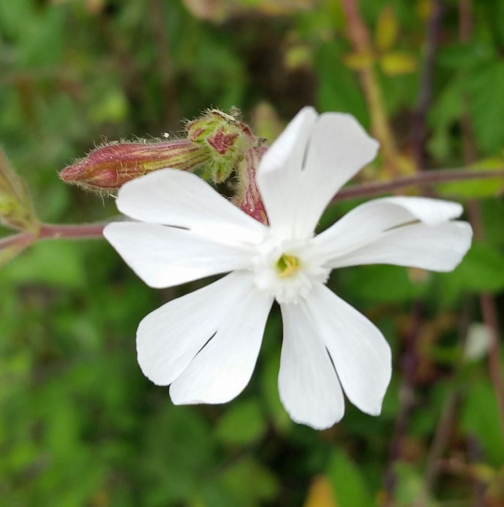 Silene latifolia